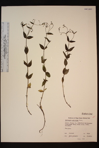 Kelloggia galioides image